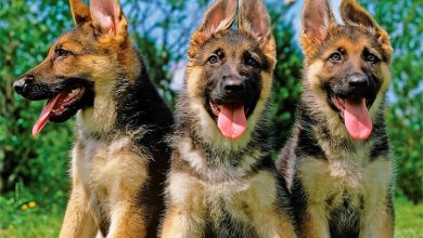 German Shepherd Puppies Mini Calendar 2027