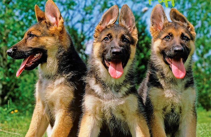 German Shepherd Puppies Mini Calendar 2027