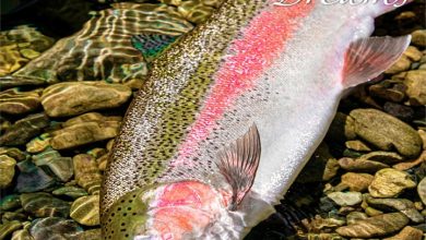 Fly Fishing Dreams Calendar 2027