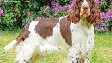 English Springer Spaniels Calendar 2027
