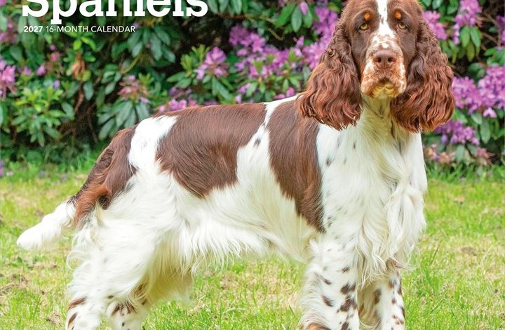 English Springer Spaniels Calendar 2027