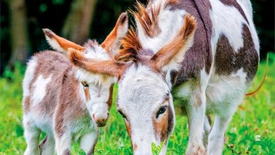 Donkeys Calendar 2027