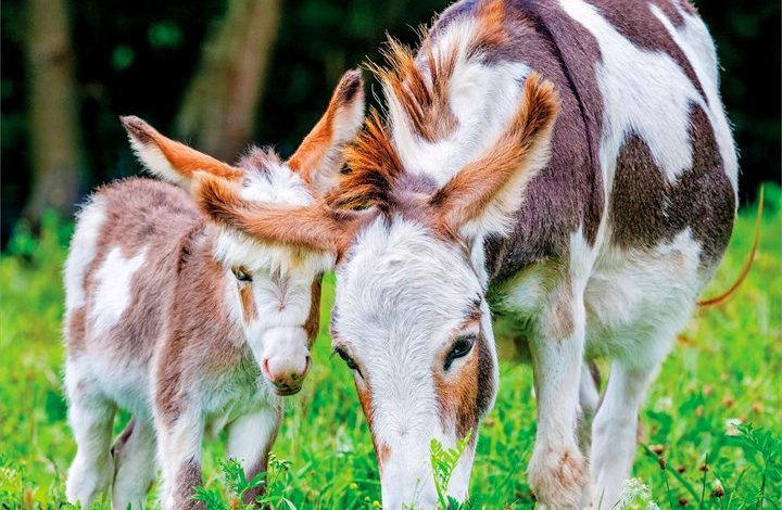 Donkeys Calendar 2027