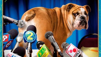 Dogs Gone Wild Calendar 2027