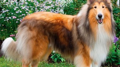 Collies Calendar 2027