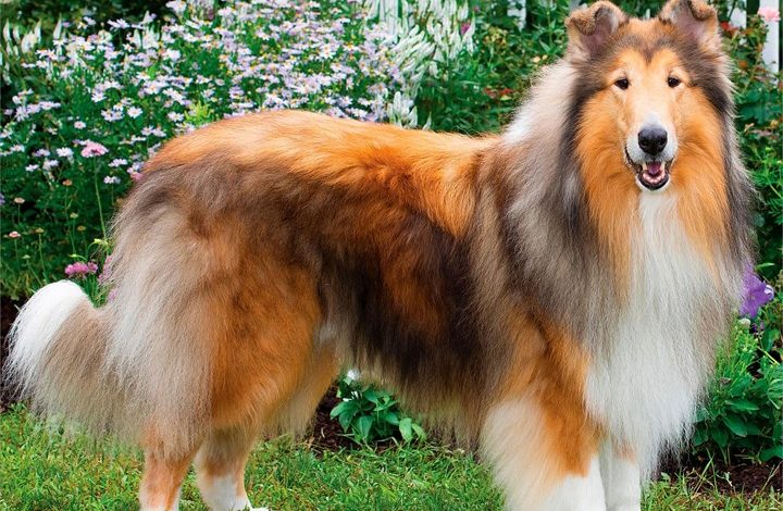 Collies Calendar 2027