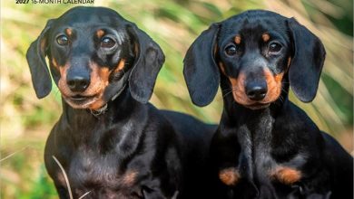 Miniature Dachshunds Calendar 2027