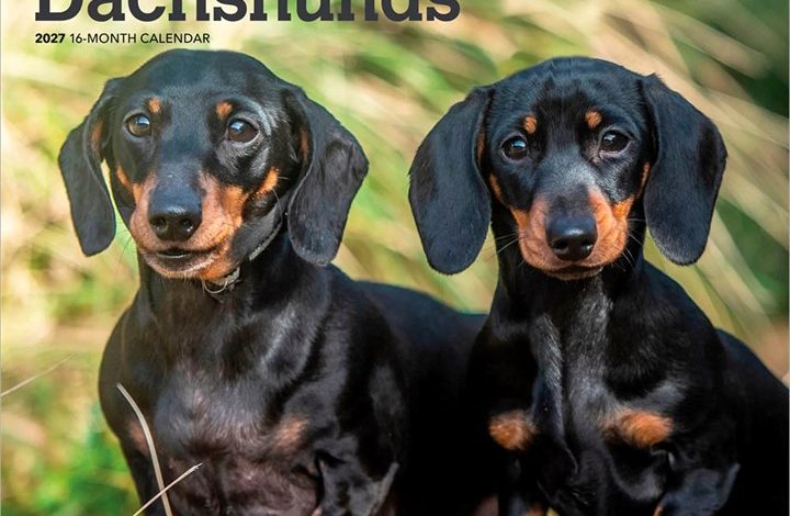 Miniature Dachshunds Calendar 2027