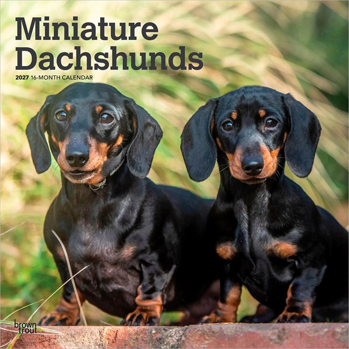 Miniature Dachshunds Calendar 2027