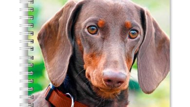 Dachshunds A5 Diary 2027
