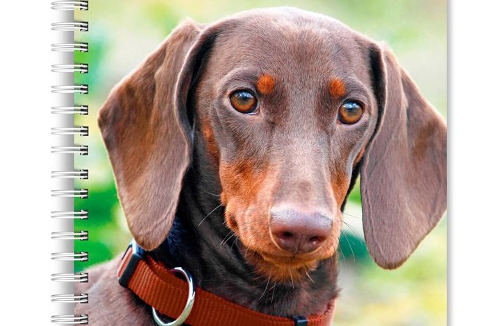 Dachshunds A5 Diary 2027