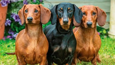 For The Love Of Dachshunds Deluxe Calendar 2027