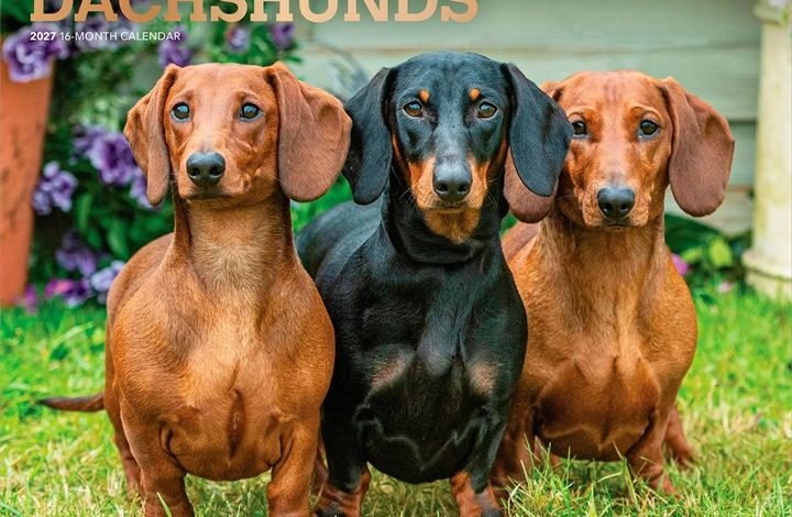 For The Love Of Dachshunds Deluxe Calendar 2027