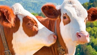 Cows Calendar 2027