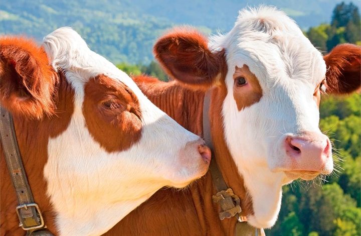 Cows Calendar 2027