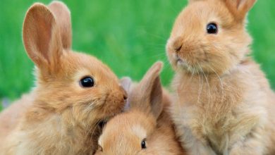 Bunnies Mini Calendar 2027