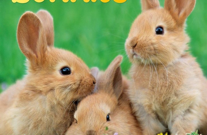 Bunnies Mini Calendar 2027