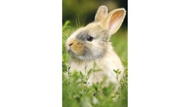 Bunnies Slim Calendar 2027