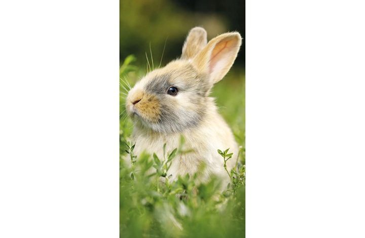 Bunnies Slim Calendar 2027