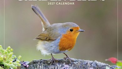 British Garden Birds Mini Calendar 2027