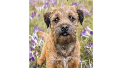 Border Terrier Slim Diary 2027