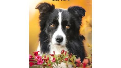 Border Collies Slim Diary 2027