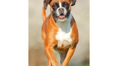 Boxer Slim Diary 2027
