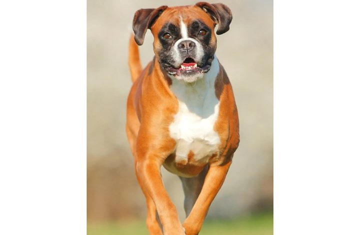 Boxer Slim Diary 2027