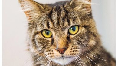 365 Days Of Cats Calendar 2027