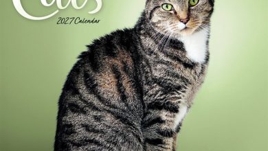 Cats Calendar 2027