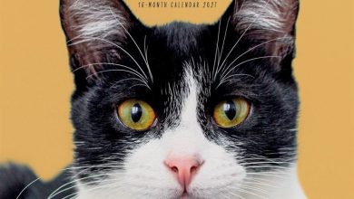 Cats Calendar 2027