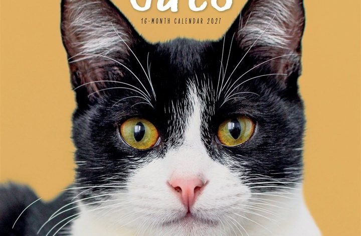 Cats Calendar 2027