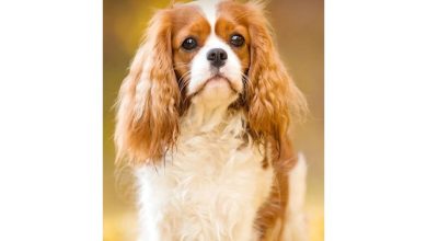 Cavalier King Charles Spaniel Slim Diary 2027