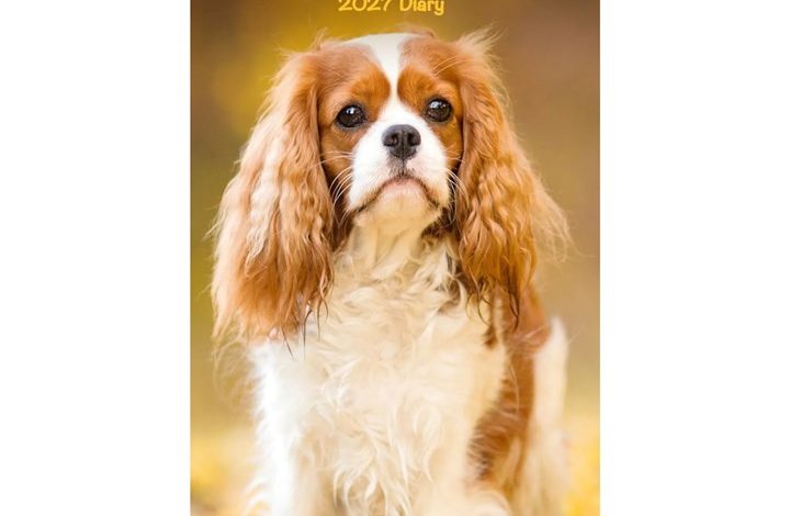 Cavalier King Charles Spaniel Slim Diary 2027