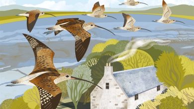RSPB
