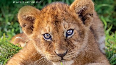 Baby Animals Calendar 2027