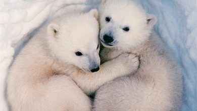 Baby Animals Mini Calendar 2027