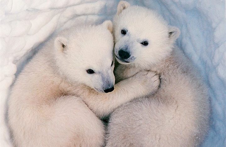 Baby Animals Mini Calendar 2027