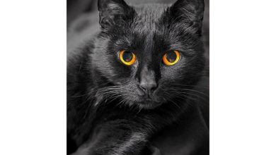 Black Cats Slim Diary 2027