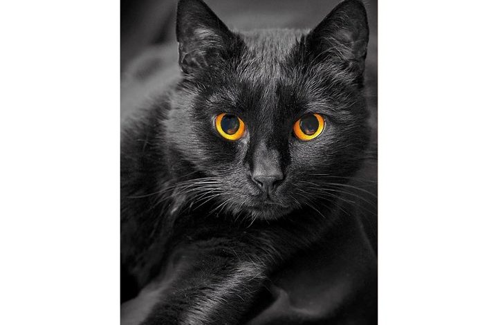 Black Cats Slim Diary 2027