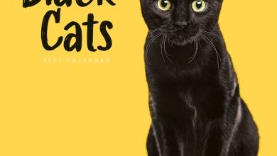 Black Cats Calendar 2027