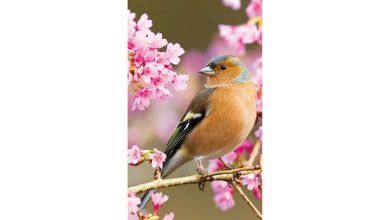 RSPB