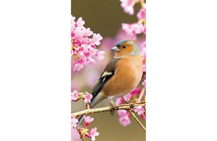 RSPB