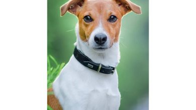 Jack Russell Slim Diary 2027