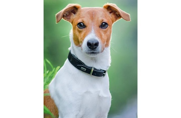Jack Russell Slim Diary 2027