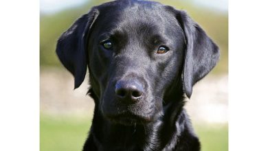 Black Labradors A5 Diary 2027