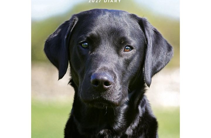Black Labradors A5 Diary 2027