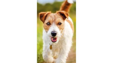 RSPCA