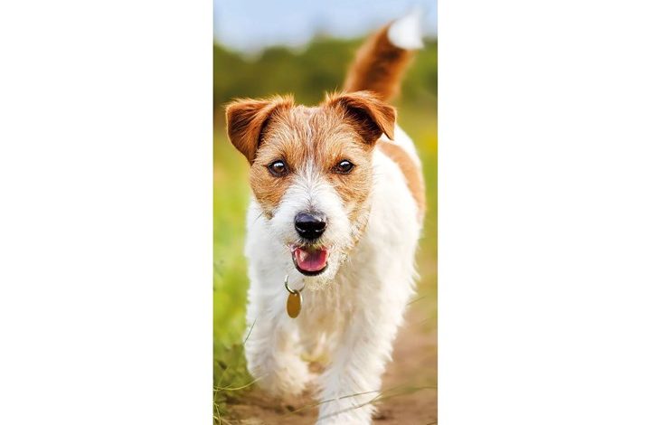 RSPCA