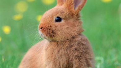 Rabbits Calendar 2027